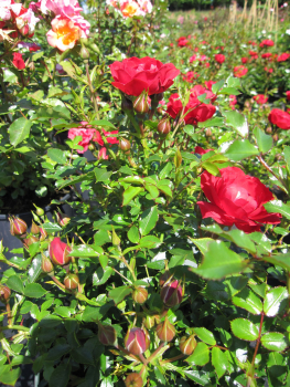 Rosa Limesglut